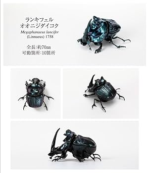 Amazon | 2種セット いきもの大図鑑 かぶとむし 07 ランキフェル